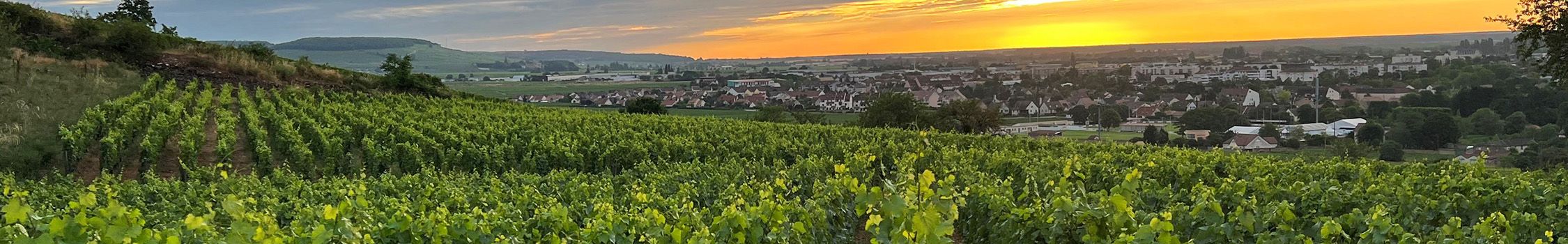 Louis Jadot Côte d’Or Burgundies