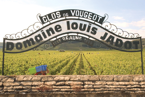 Clos Vougeot Vineyard