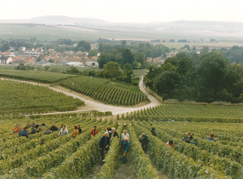 Estate Vineyards at Harvest